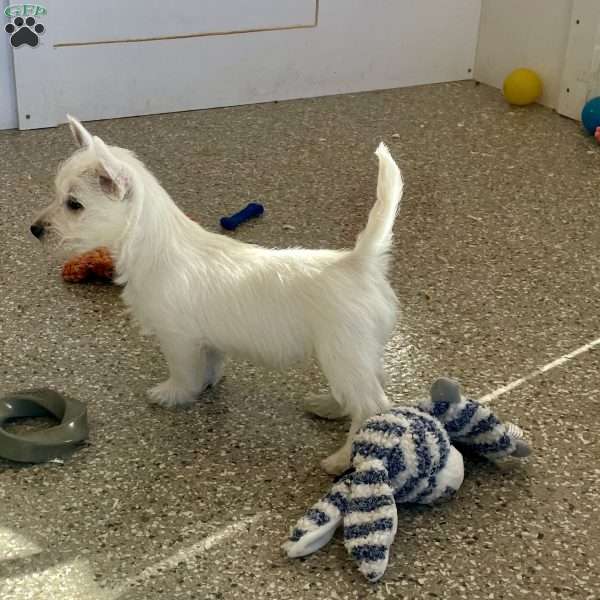 Lilac, West Highland Terrier Puppy