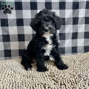 Stella, Mini Schnoodle Puppy