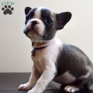 Dot, French Bulldog Puppy