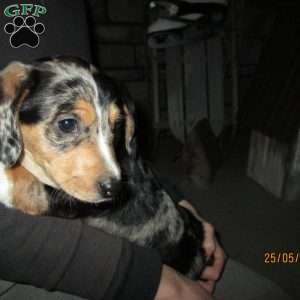 Tyler, Dachshund Puppy