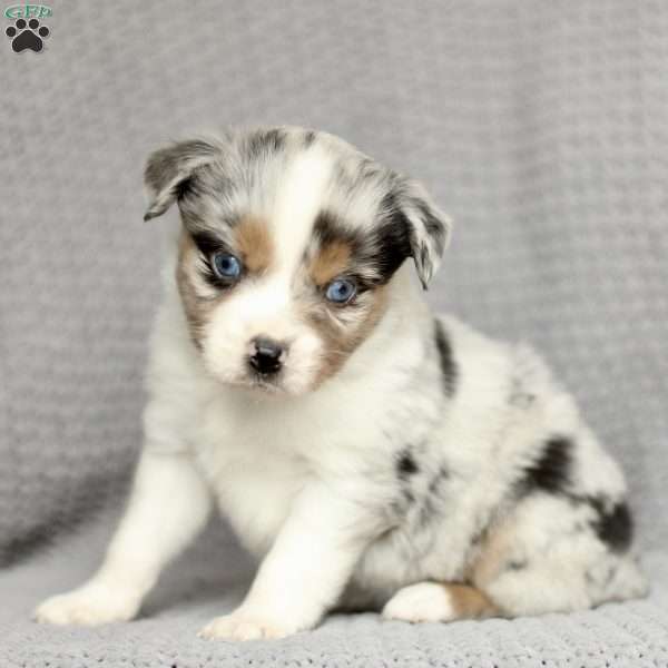 Bandit, Miniature Australian Shepherd Puppy