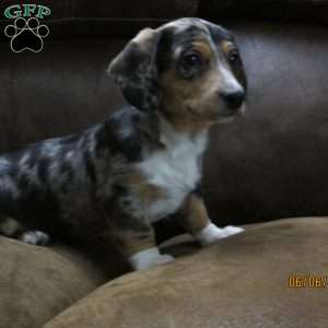 Tyler, Dachshund Puppy