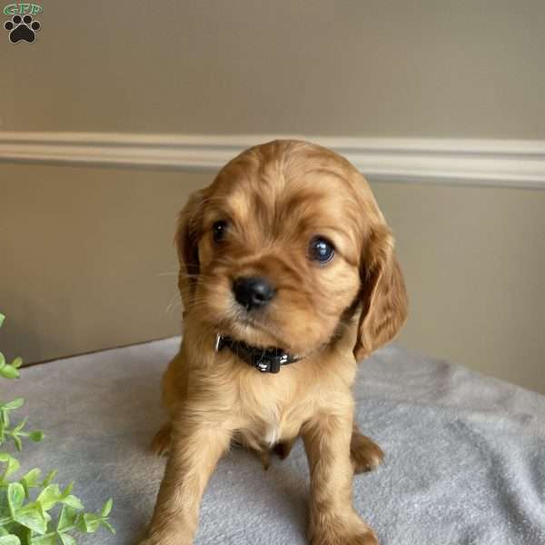 Dexter, Cavalier King Charles Spaniel Puppy