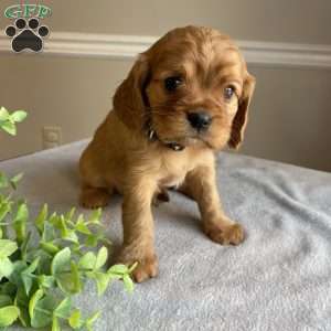 Dexter, Cavalier King Charles Spaniel Puppy