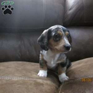 Tyler, Dachshund Puppy