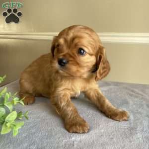 Dexter, Cavalier King Charles Spaniel Puppy