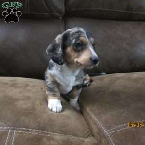 Tyler, Dachshund Puppy