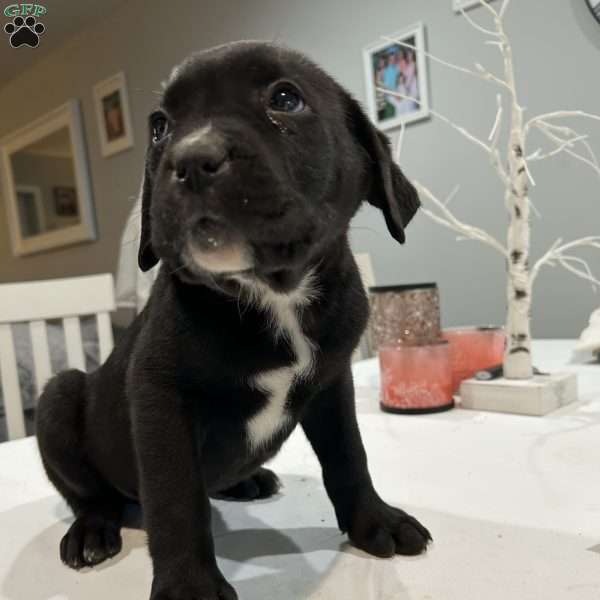 Zeus, Cane Corso Puppy