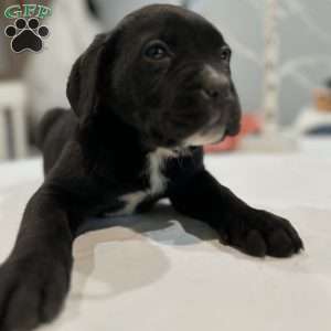 Zeus, Cane Corso Puppy