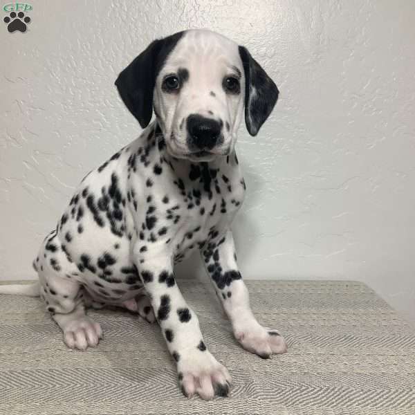 Marshall, Dalmatian Puppy