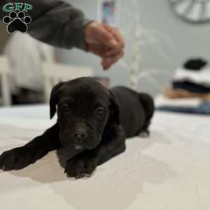 Stormie, Cane Corso Puppy