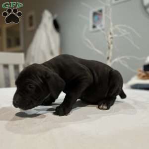 Stormie, Cane Corso Puppy