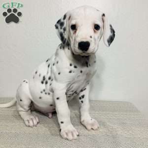 Rocky, Dalmatian Puppy