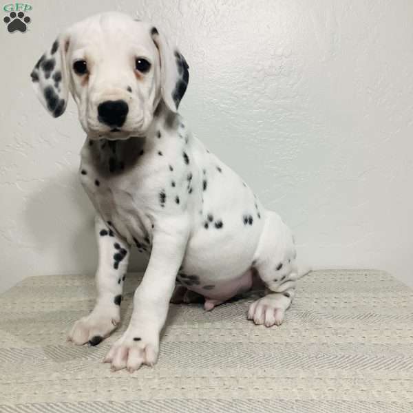 Rocky, Dalmatian Puppy