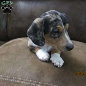 Tyler, Dachshund Puppy