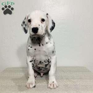 Rocky, Dalmatian Puppy