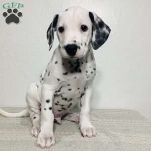 Ryder, Dalmatian Puppy