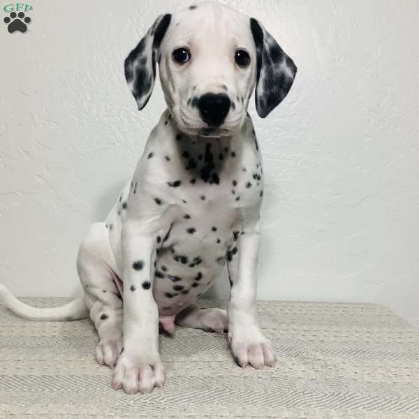 Ryder, Dalmatian Puppy