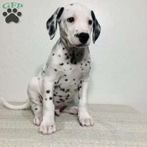 Ryder, Dalmatian Puppy