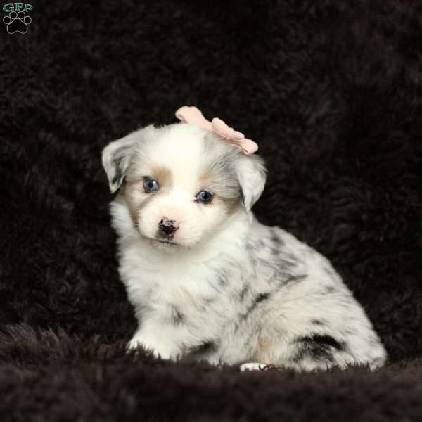 Pansy, Miniature Australian Shepherd Puppy