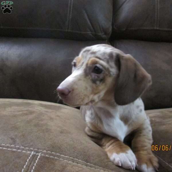 Jade, Dachshund Puppy