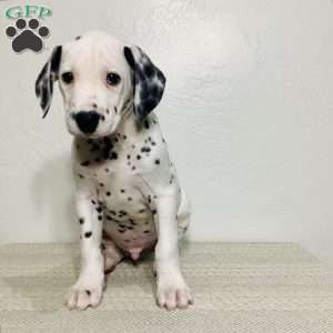 Ryder, Dalmatian Puppy