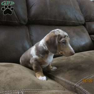 Jade, Dachshund Puppy