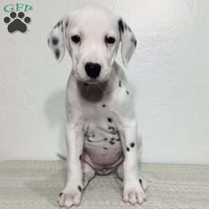 Skye, Dalmatian Puppy