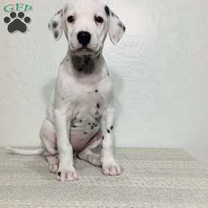 Skye, Dalmatian Puppy