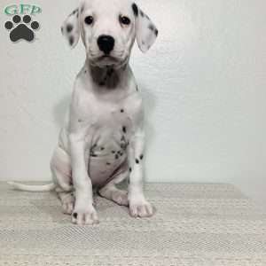 Skye, Dalmatian Puppy