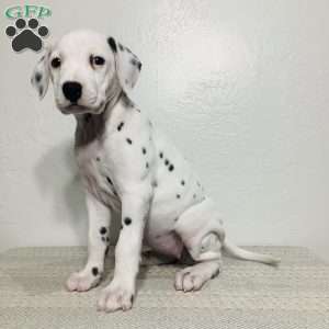 Skye, Dalmatian Puppy