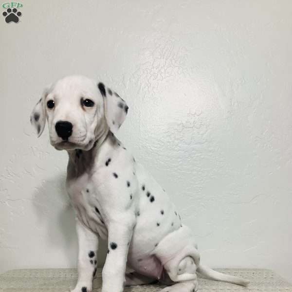 Skye, Dalmatian Puppy