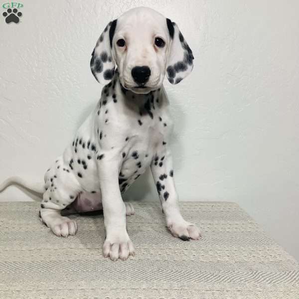 Everest, Dalmatian Puppy