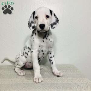 Everest, Dalmatian Puppy