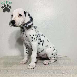 Everest, Dalmatian Puppy