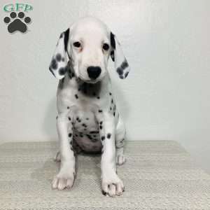 Everest, Dalmatian Puppy