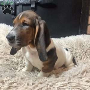 Winnie, Basset Hound Puppy