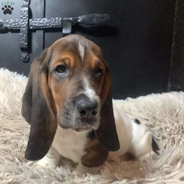 Winnie, Basset Hound Puppy