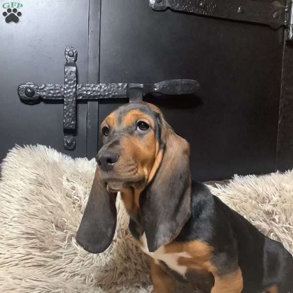 Elinore, Basset Hound Puppy