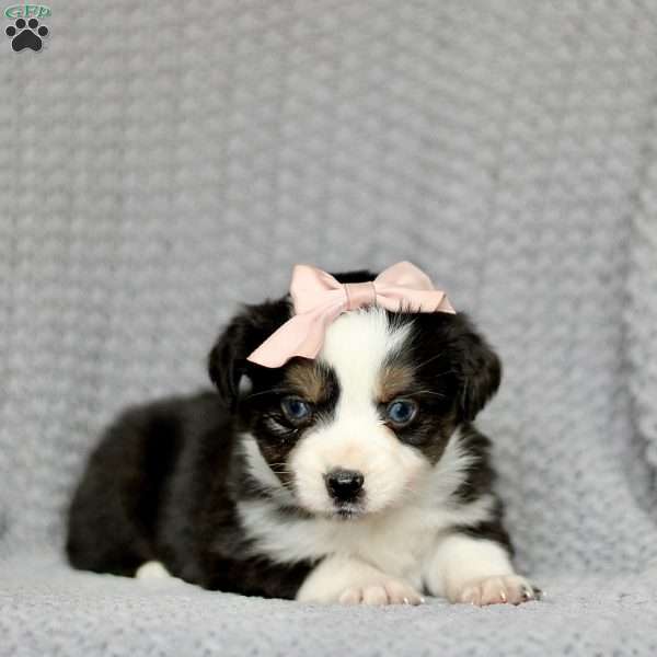 Button, Miniature Australian Shepherd Puppy