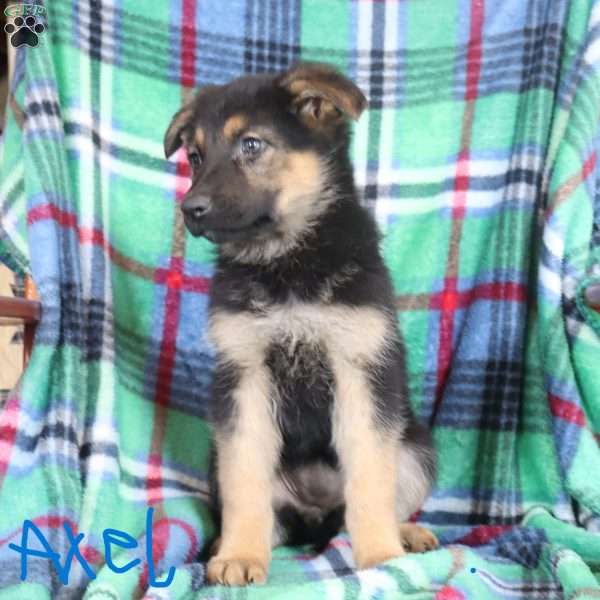 Axel, German Shepherd Puppy