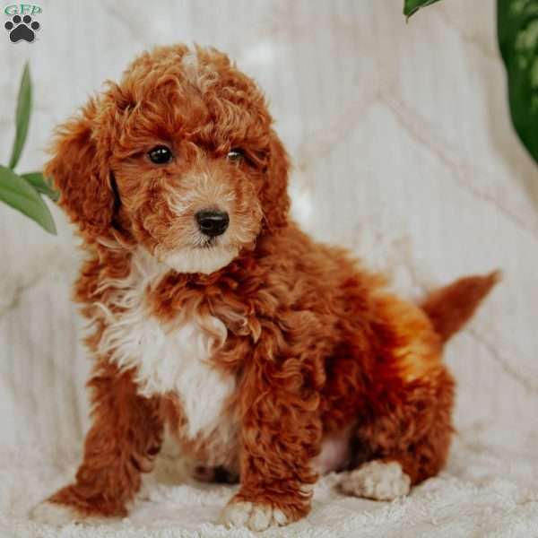 Leo, Mini Goldendoodle Puppy