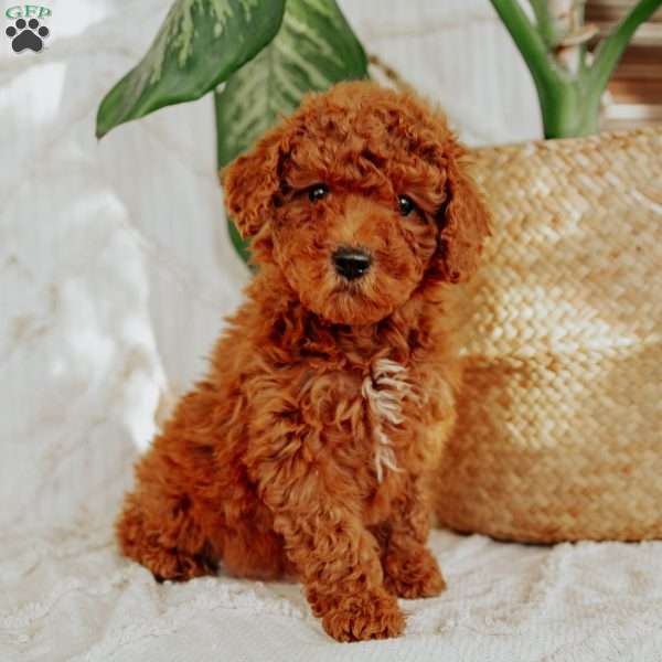 Lexi, Mini Goldendoodle Puppy