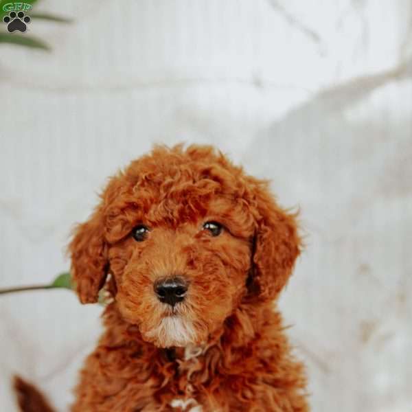 Liam, Mini Goldendoodle Puppy