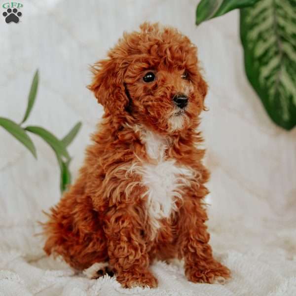 Lizzy, Mini Goldendoodle Puppy