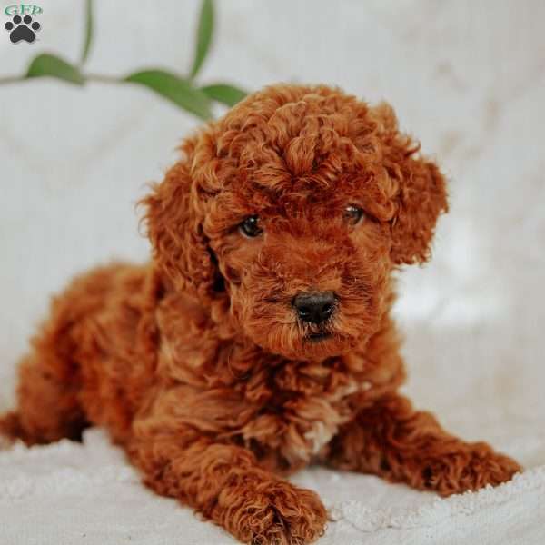 Zoey, Mini Goldendoodle Puppy