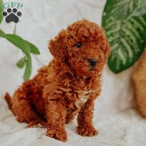 Zoey, Mini Goldendoodle Puppy