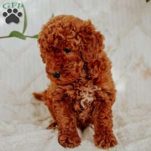 Zoey, Mini Goldendoodle Puppy