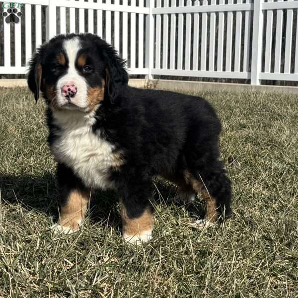 Ranger, Bernese Mountain Dog Puppy