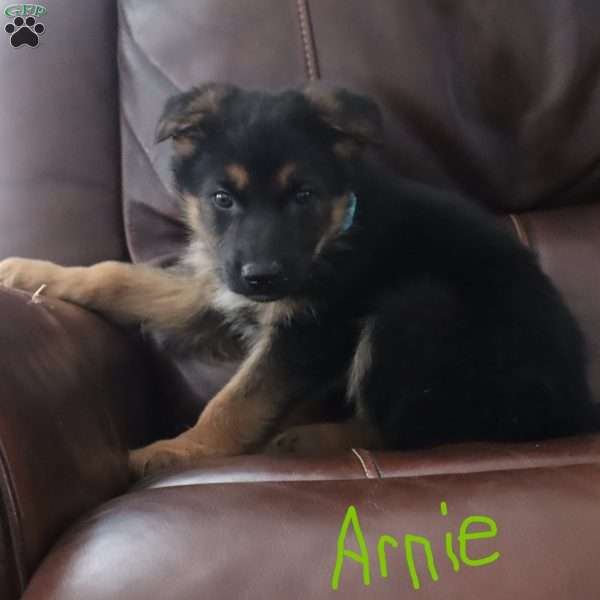 Arnie, German Shepherd Puppy